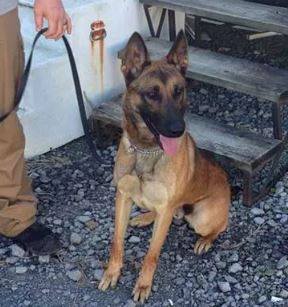 K-9 Bandit sits next to wooden staircase
