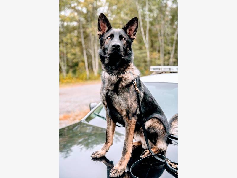 K-9 Diezel sits on hood of police car