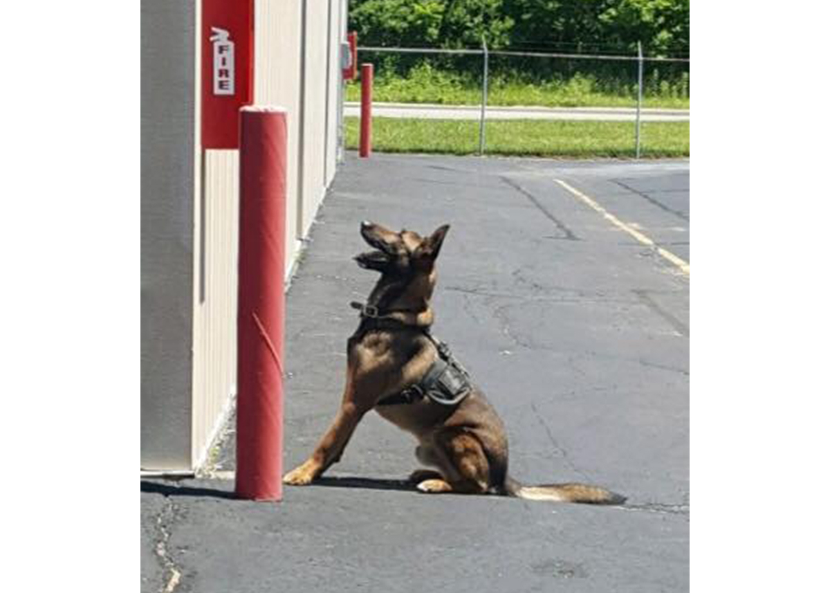 K-9 Max waits outside building