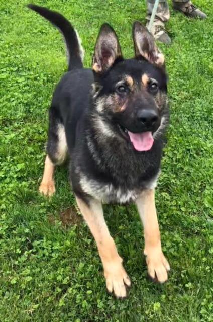 K-9 Rexo runs toward the camera