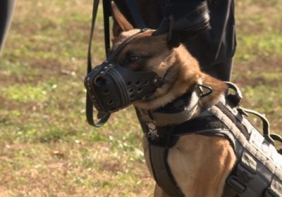 Louisville PD K9 on the job with muzzle