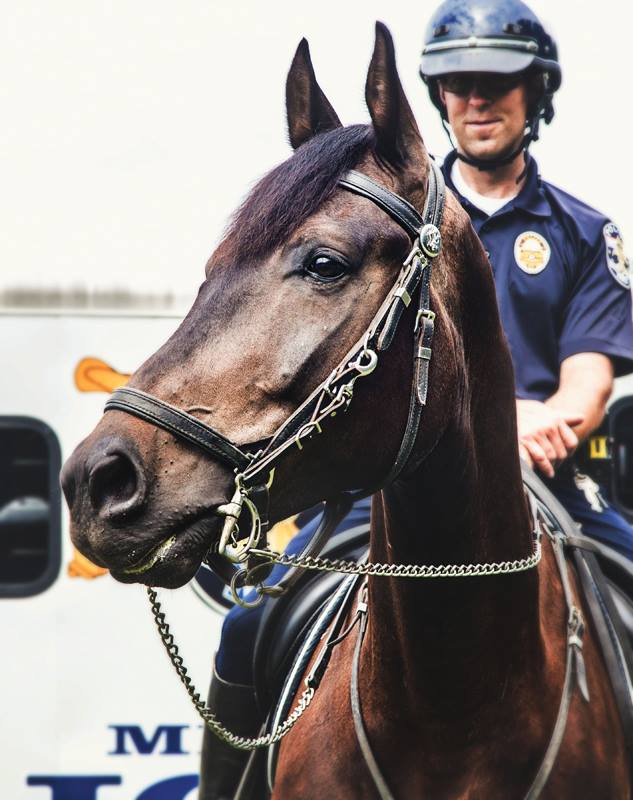 Mounted Patrol policeman rides Sonitrol horse