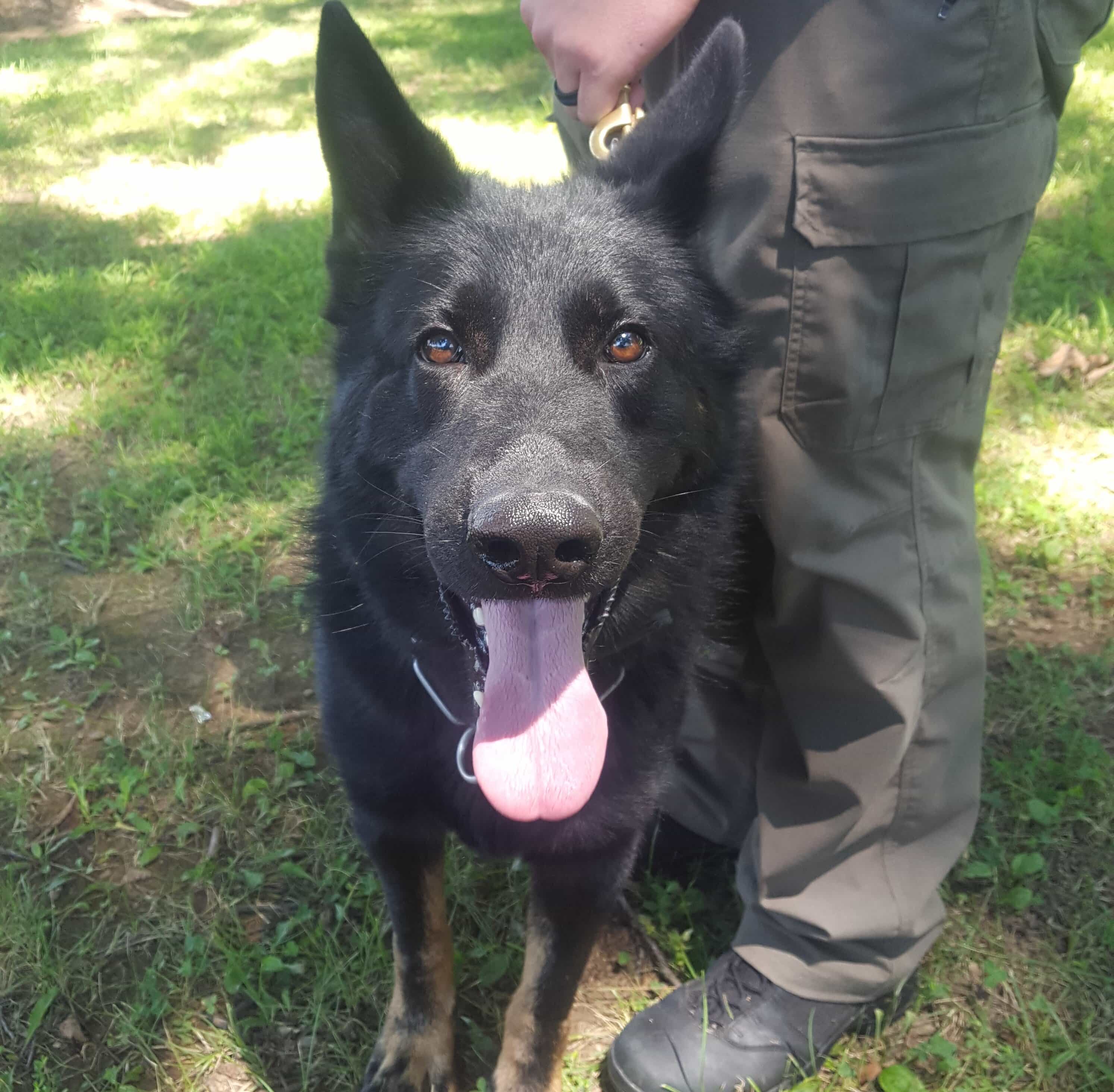K-9 Raji sits on grass beside handler's legs