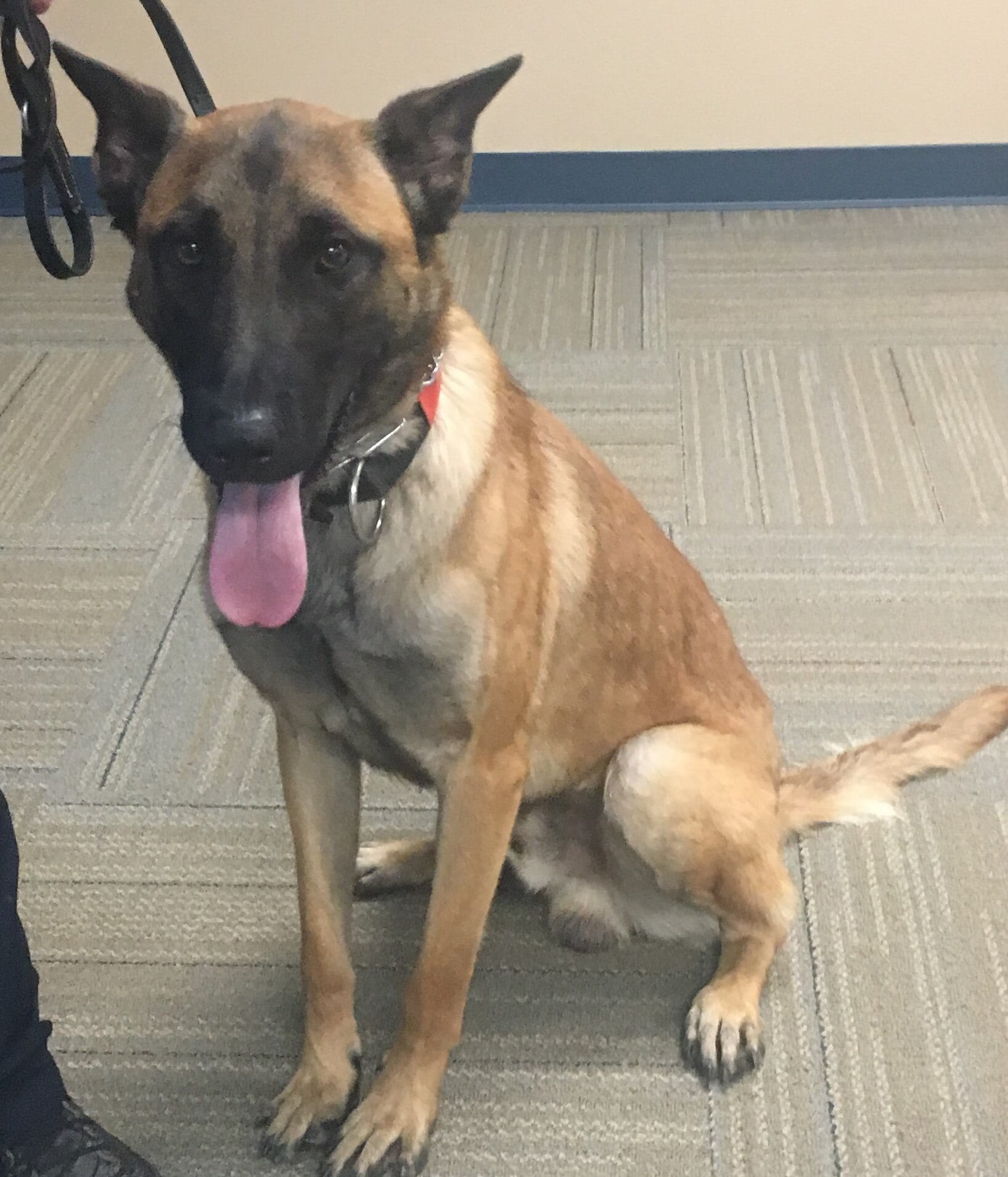 K-9 officer Sully of the Chattanooga Police Department