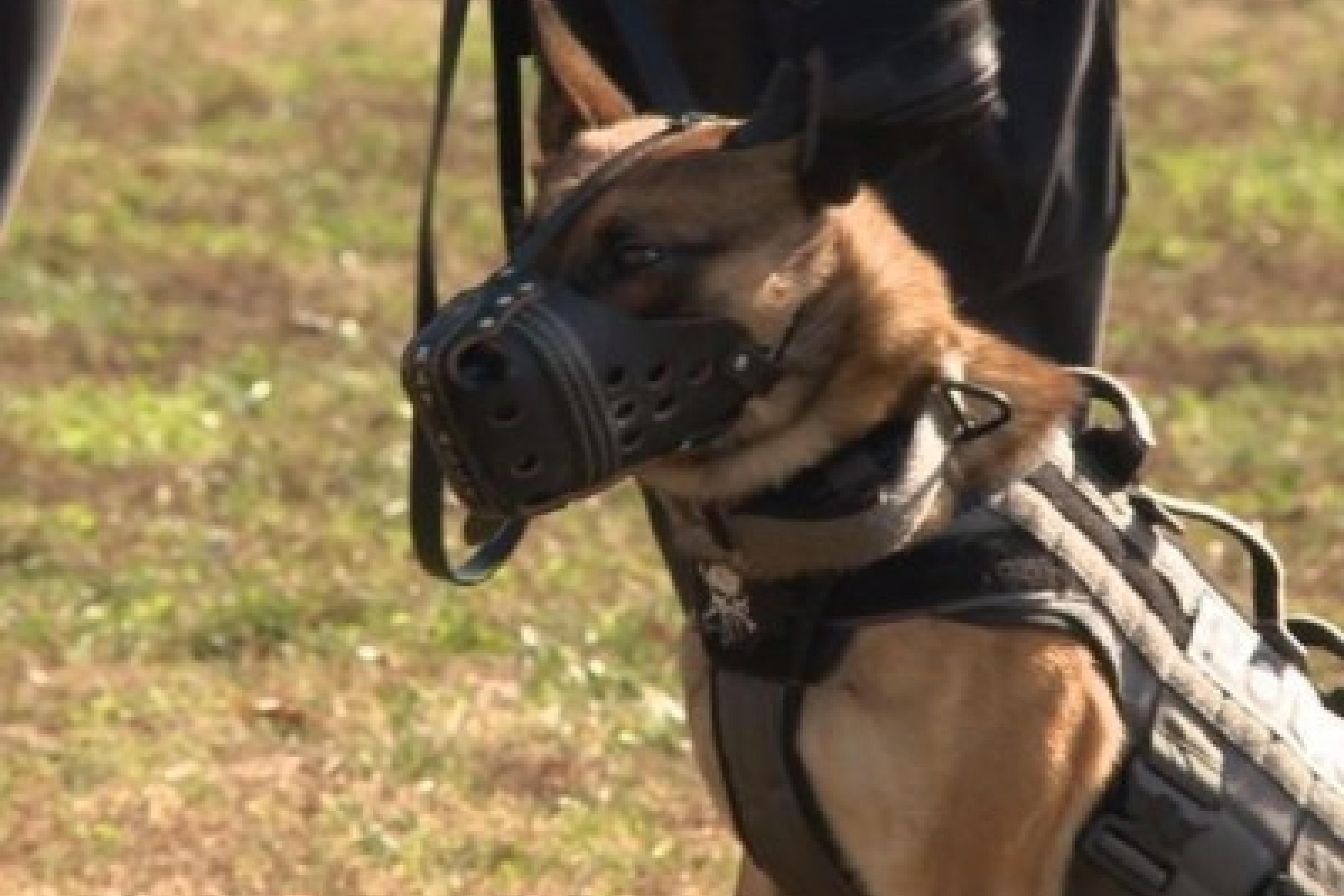Louisville PD K9 on the job with muzzle