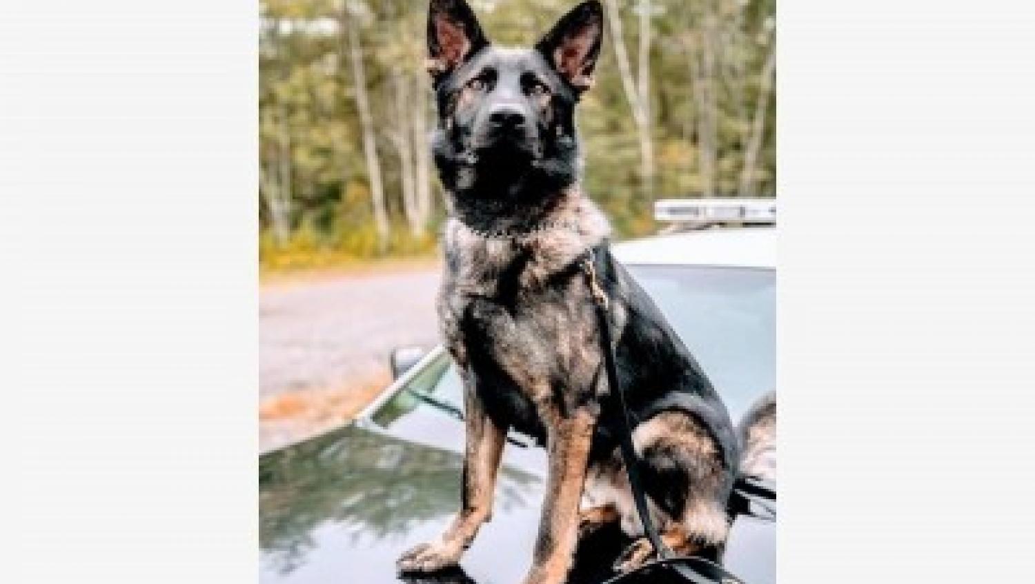 K-9 unit wearing body armor.