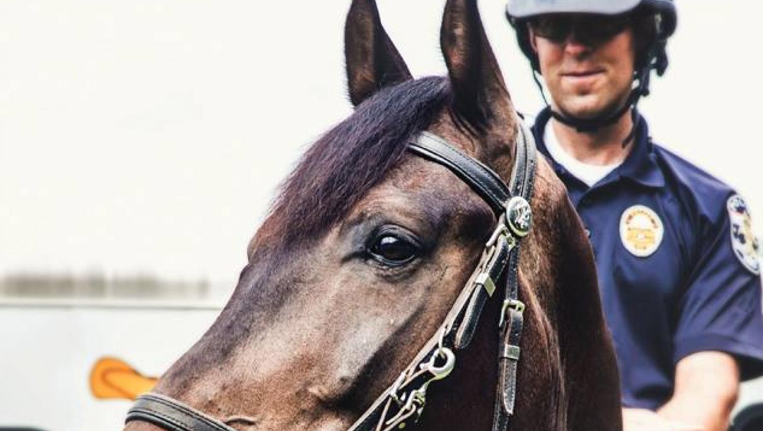 Mounted Patrol policeman rides Sonitrol horse