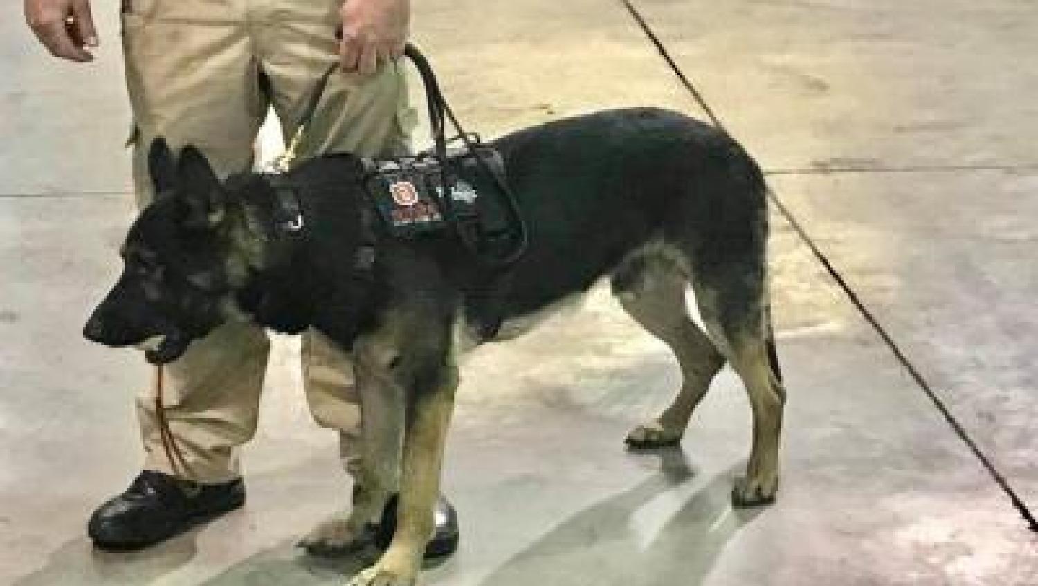 Rexo dog with handler